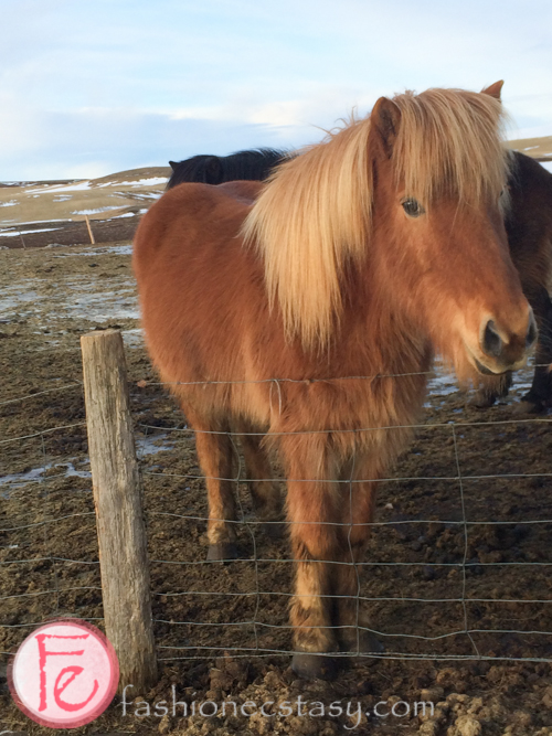 冰島馬 (Icelandic horse)