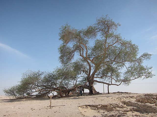 巴林「生命之樹」/ Tree of Life, Bahrain